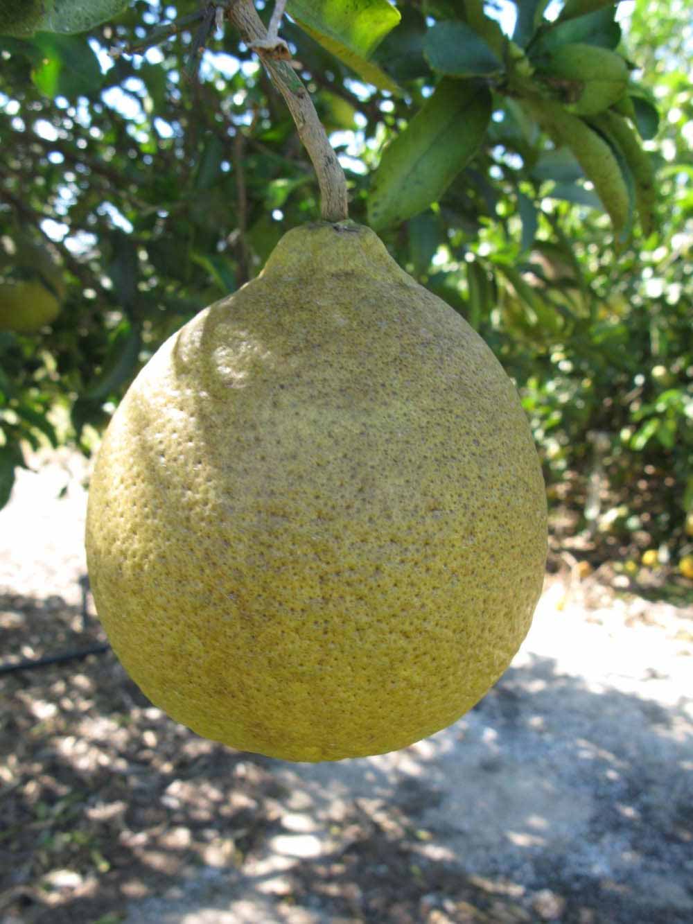              Fruit (Winter Haven, FL)       